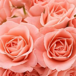 Meet your Posher, Farah